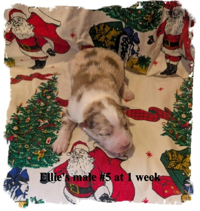 ABCA registered Red Merle male Border Collie out of working stock at 1 week